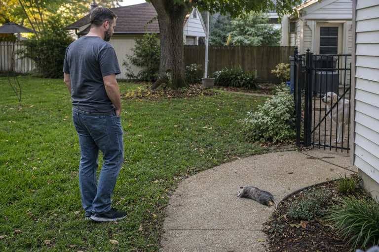 When A Wild Animal Dies Near Your Home: Safe Steps