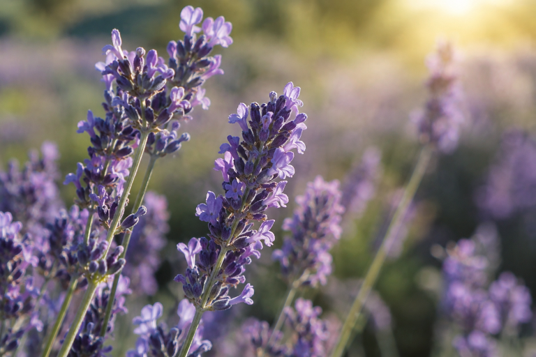 Lavender imagery illustrating the flower's use in fragrance and perfumery